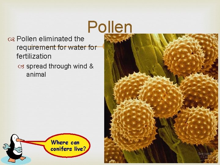 Pollen eliminated the requirement for water for fertilization spread through wind & animal Where