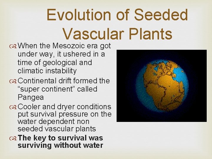 Evolution of Seeded Vascular Plants When the Mesozoic era got under way, it ushered