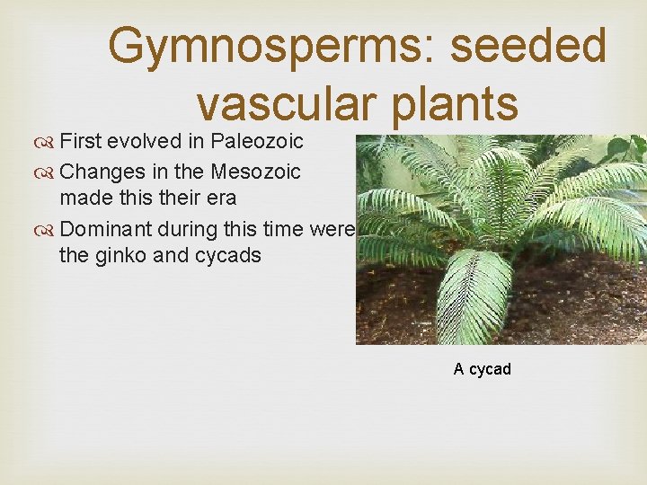 Gymnosperms: seeded vascular plants First evolved in Paleozoic Changes in the Mesozoic made this