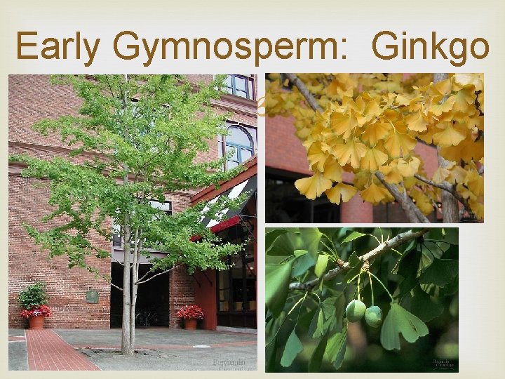 Early Gymnosperm: Ginkgo 