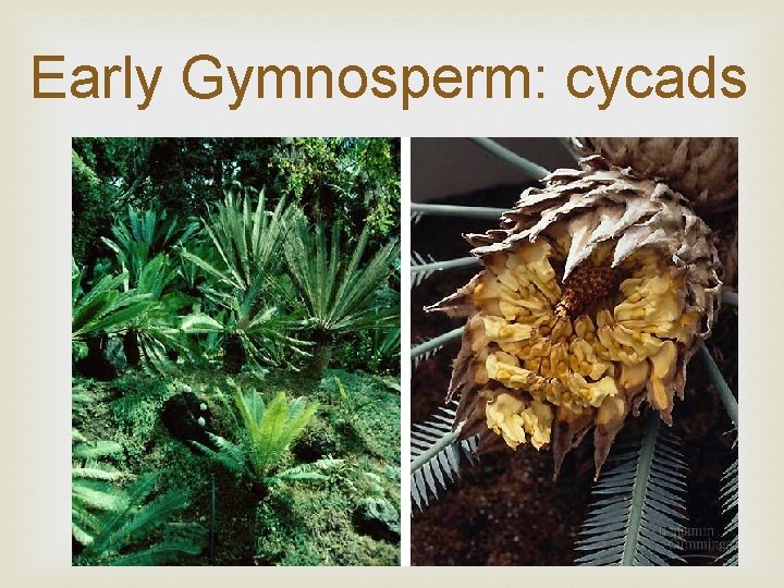 Early Gymnosperm: cycads 