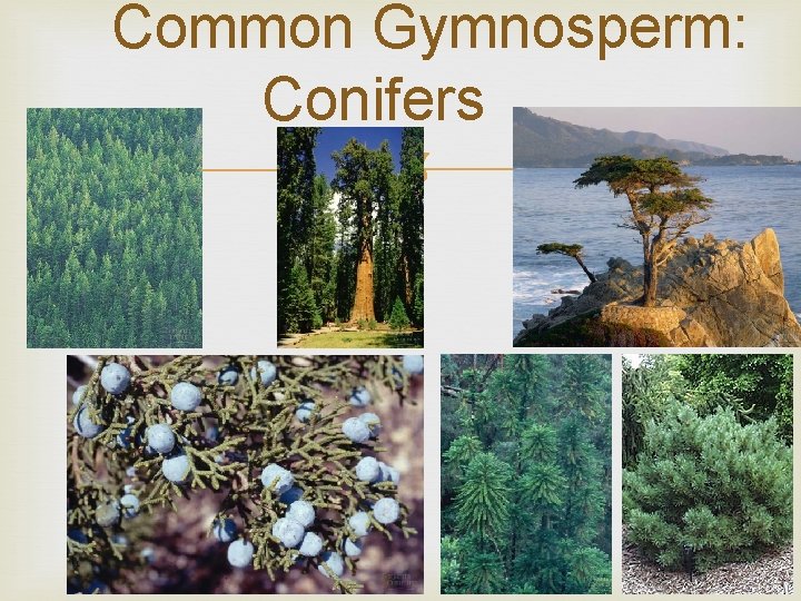 Common Gymnosperm: Conifers 