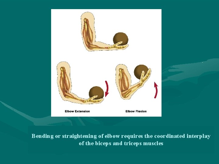 Bending or straightening of elbow requires the coordinated interplay of the biceps and triceps