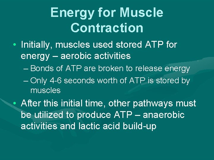 Energy for Muscle Contraction • Initially, muscles used stored ATP for energy – aerobic