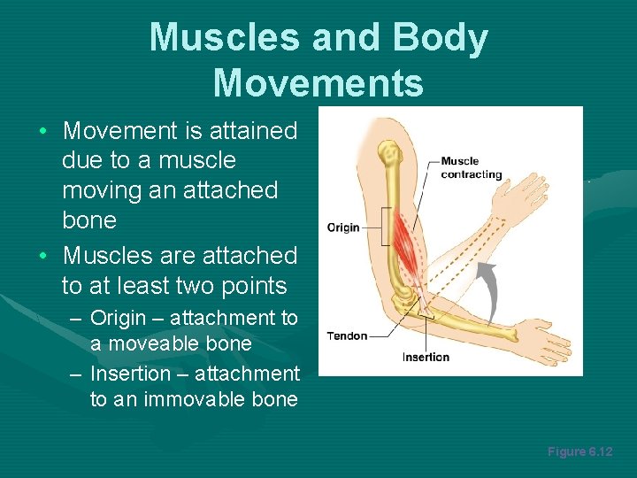Muscles and Body Movements • Movement is attained due to a muscle moving an