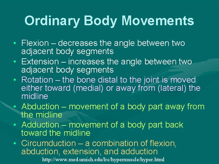 Ordinary Body Movements • Flexion – decreases the angle between two adjacent body segments