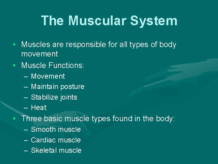 The Muscular System • Muscles are responsible for all types of body movement •