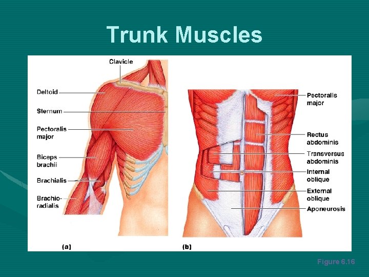 Trunk Muscles Figure 6. 16 