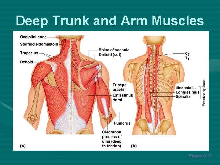 Deep Trunk and Arm Muscles Figure 6. 17 