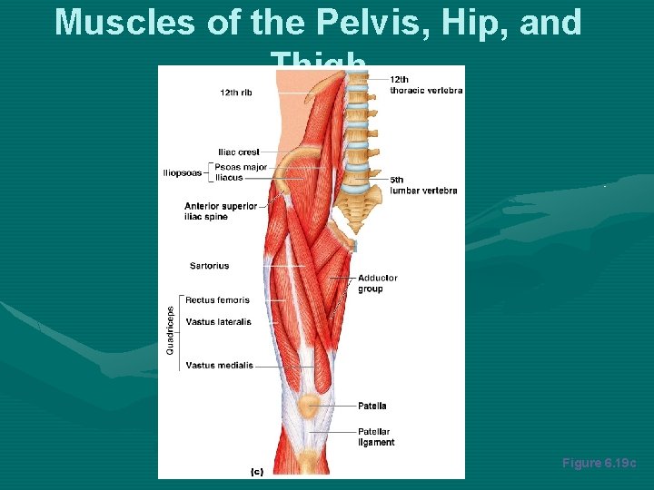 Muscles of the Pelvis, Hip, and Thigh Figure 6. 19 c 