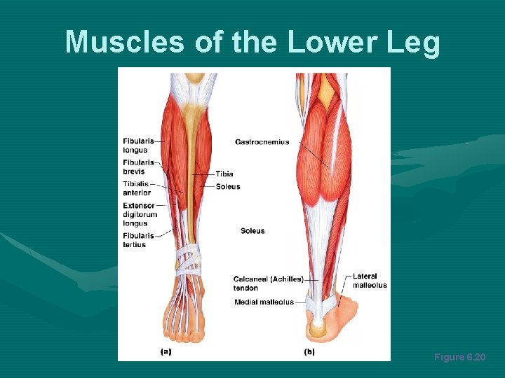 Muscles of the Lower Leg Figure 6. 20 