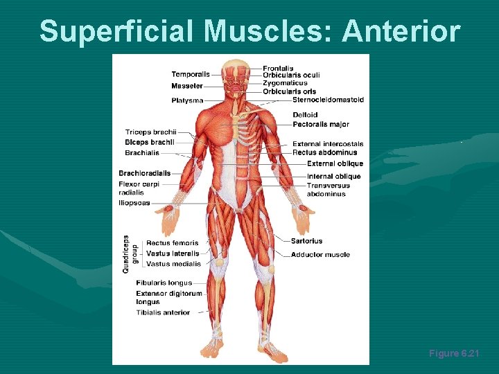 Superficial Muscles: Anterior Figure 6. 21 