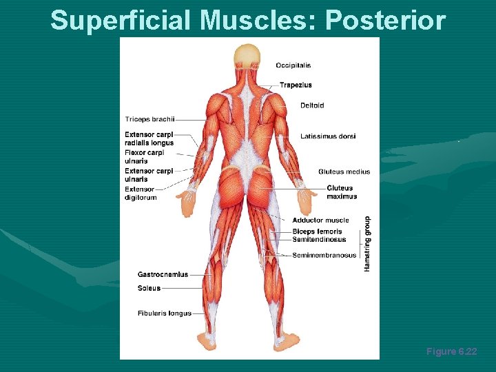 Superficial Muscles: Posterior Figure 6. 22 