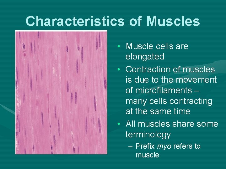 Characteristics of Muscles • Muscle cells are elongated • Contraction of muscles is due