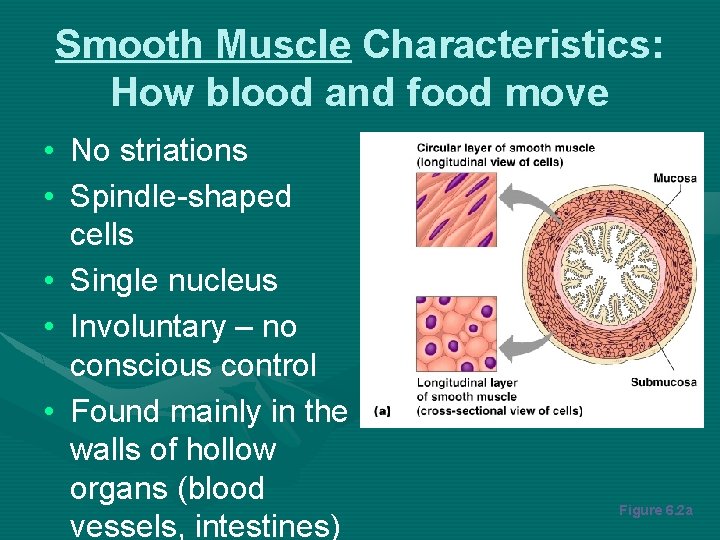 Smooth Muscle Characteristics: How blood and food move • No striations • Spindle-shaped cells
