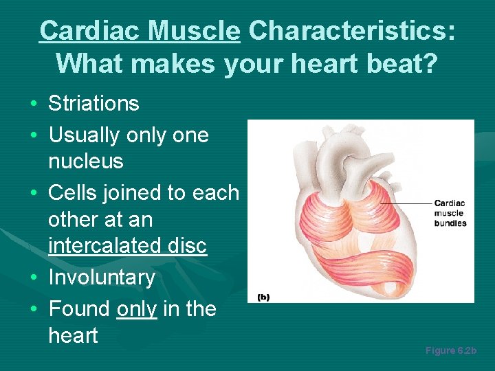 Cardiac Muscle Characteristics: What makes your heart beat? • Striations • Usually one nucleus