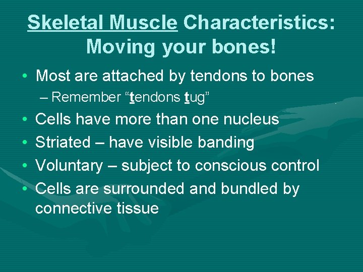 Skeletal Muscle Characteristics: Moving your bones! • Most are attached by tendons to bones