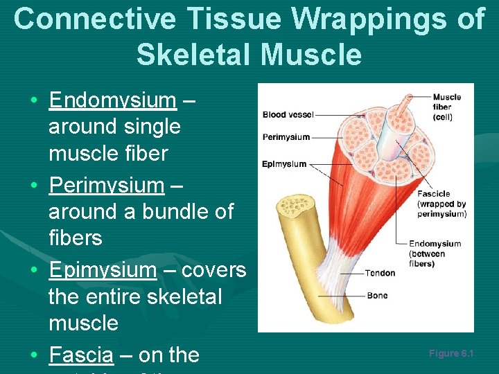 Connective Tissue Wrappings of Skeletal Muscle • Endomysium – around single muscle fiber •