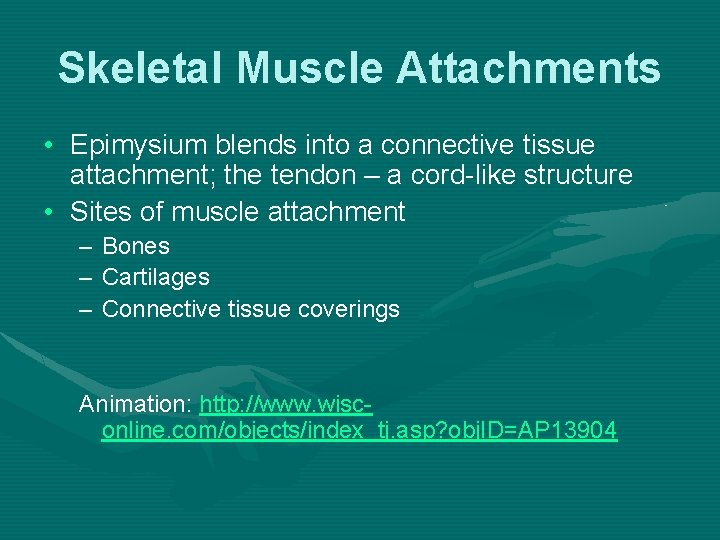 Skeletal Muscle Attachments • Epimysium blends into a connective tissue attachment; the tendon –