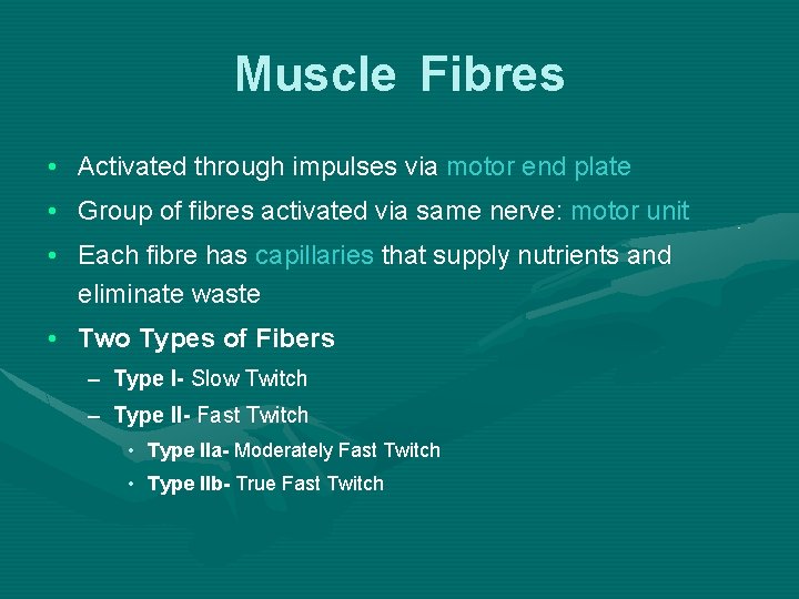 Muscle Fibres • Activated through impulses via motor end plate • Group of fibres