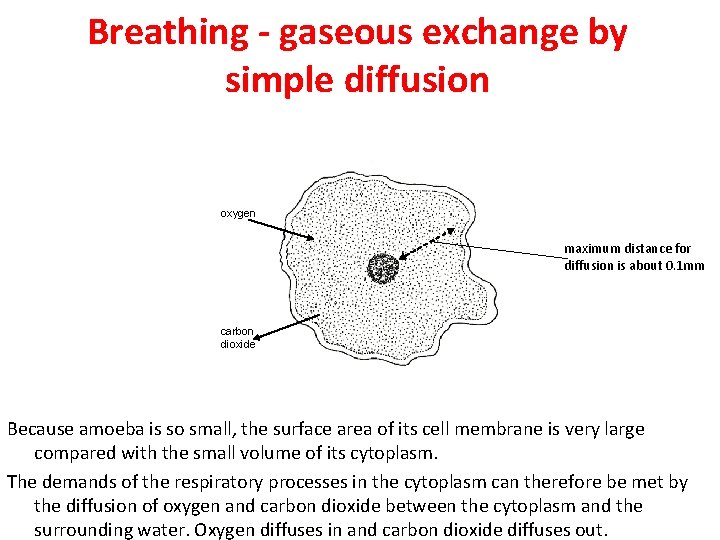 Breathing - gaseous exchange by simple diffusion oxygen maximum distance for diffusion is about