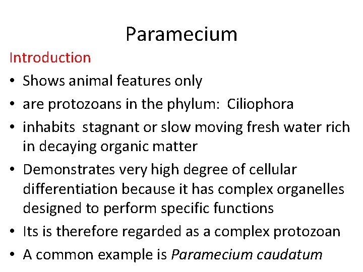 Paramecium Introduction • Shows animal features only • are protozoans in the phylum: Ciliophora