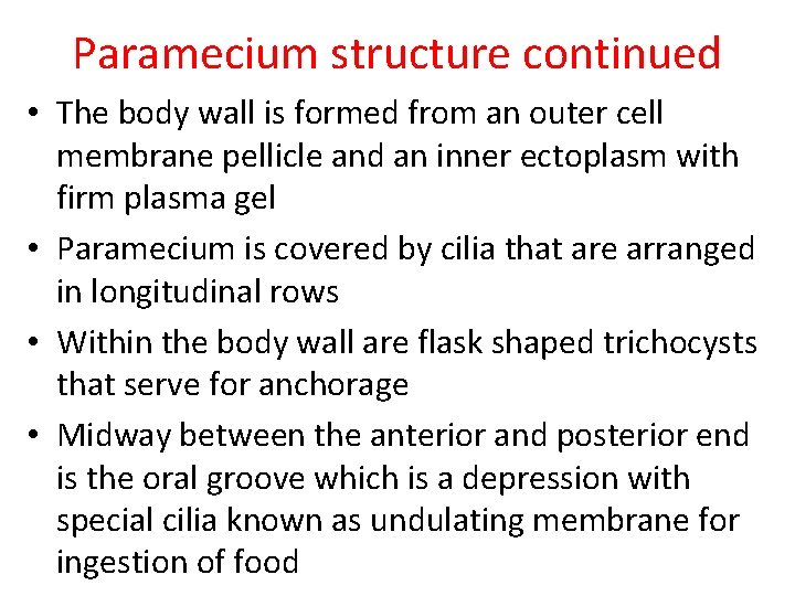 Paramecium structure continued • The body wall is formed from an outer cell membrane