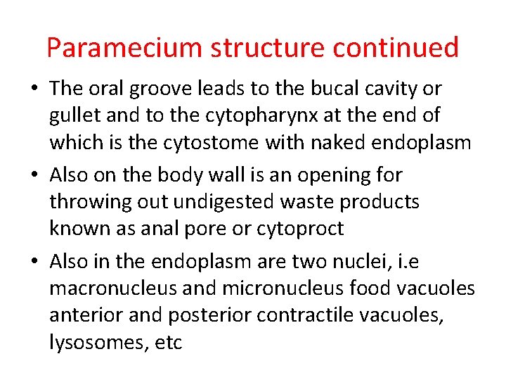 Paramecium structure continued • The oral groove leads to the bucal cavity or gullet