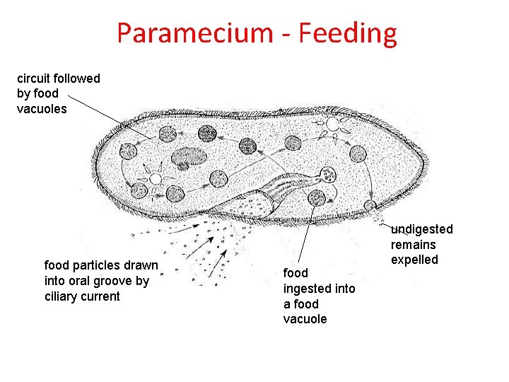 Paramecium - Feeding circuit followed by food vacuoles food particles drawn into oral groove