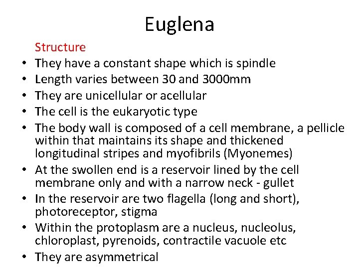 Euglena • • • Structure They have a constant shape which is spindle Length