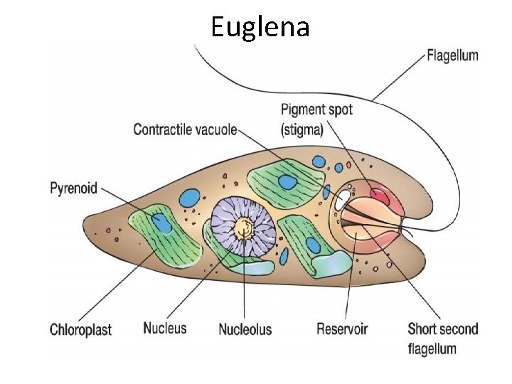 Euglena 