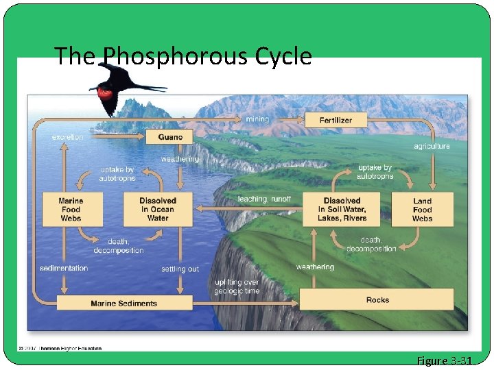 The Phosphorous Cycle Figure 3 -31 