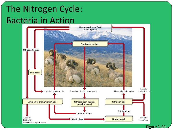 The Nitrogen Cycle: Bacteria in Action Figure 3 -29 