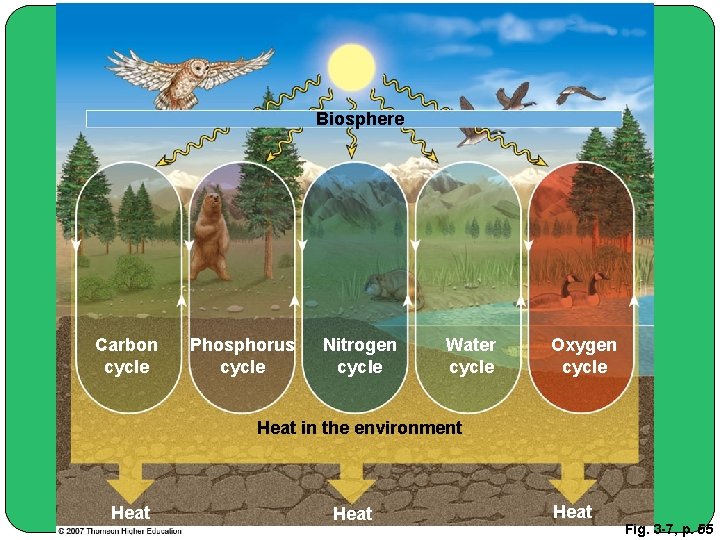 Biosphere Carbon cycle Phosphorus cycle Nitrogen cycle Water cycle Oxygen cycle Heat in the