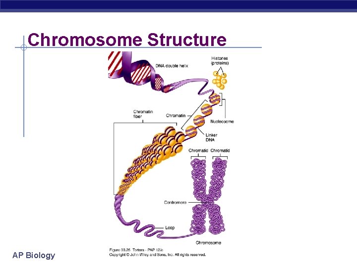 Chromosome Structure AP Biology 