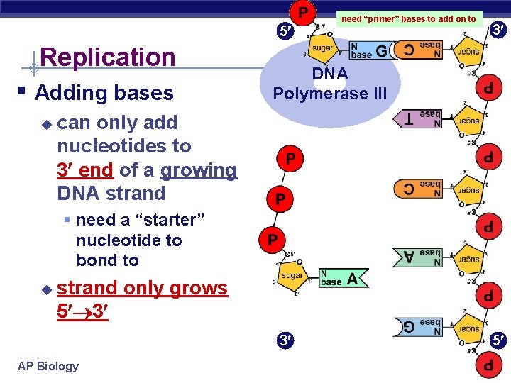 5 Replication § Adding bases u need “primer” bases to add on to 3