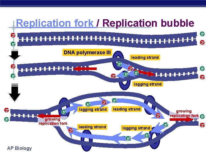 Replication fork / Replication bubble 3 5 5 3 DNA polymerase III leading strand