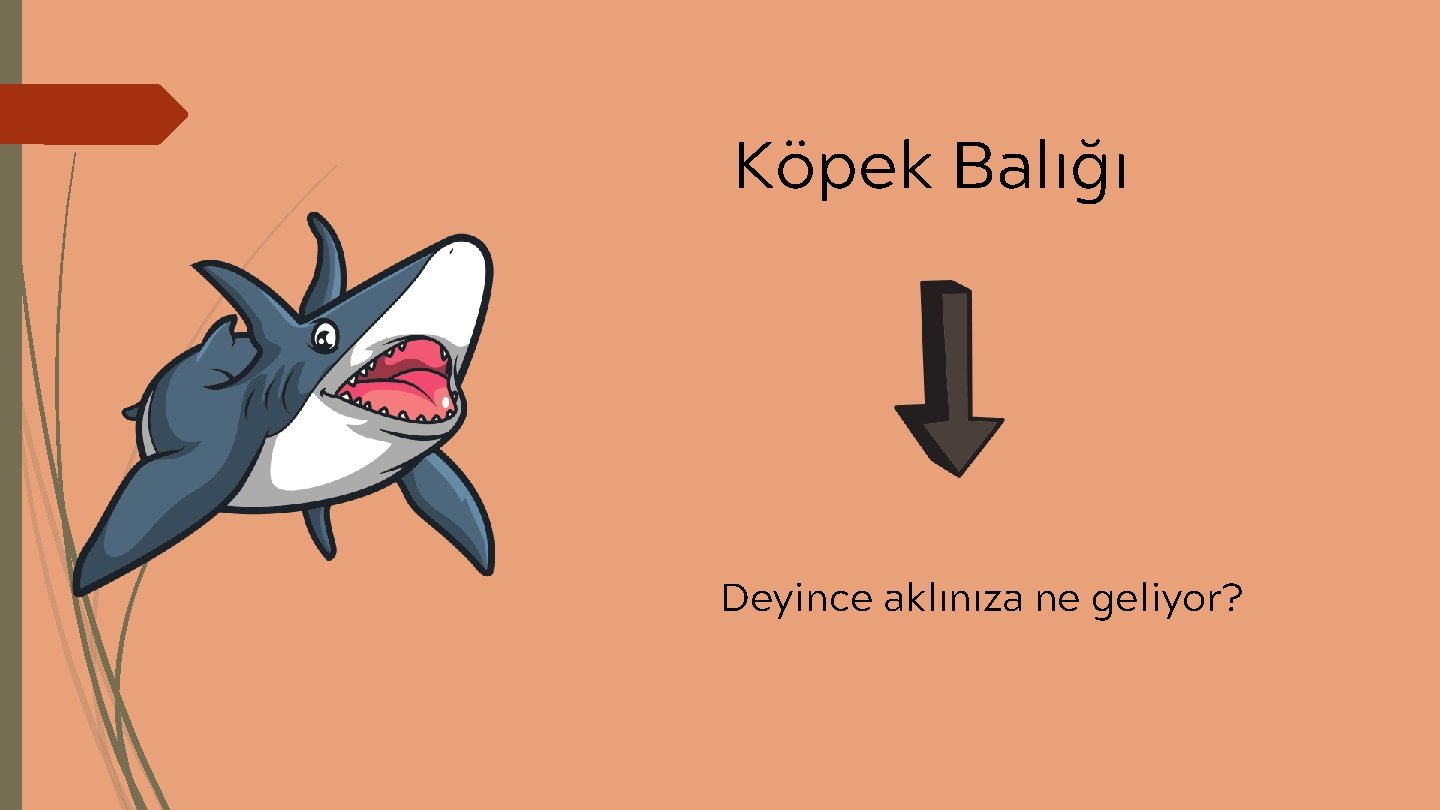 Köpek Balığı Deyince aklınıza ne geliyor? 