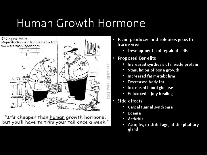 Human Growth Hormone • Brain produces and releases growth hormones • Development and repair