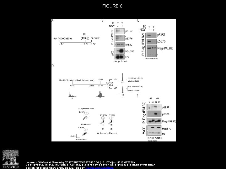 FIGURE 6 Journal of Biological Chemistry 2015 29027545 -27556 DOI: (10. 1074/jbc. M 115.