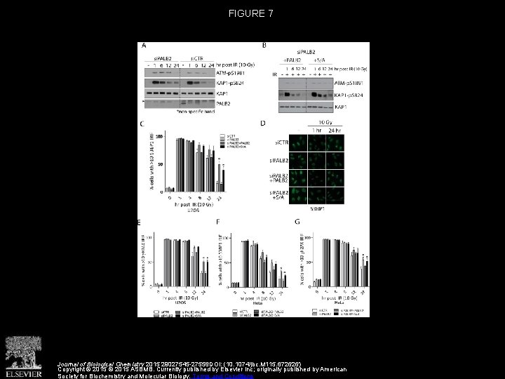 FIGURE 7 Journal of Biological Chemistry 2015 29027545 -27556 DOI: (10. 1074/jbc. M 115.