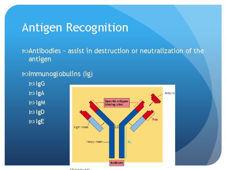 Antigen Recognition Antibodies – assist in destruction or neutralization of the antigen Immunoglobulins (Ig)