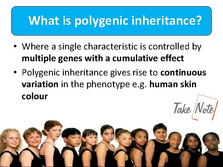 What is polygenic inheritance? • Where a single characteristic is controlled by multiple genes