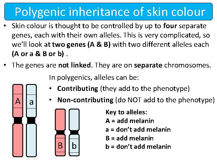 Polygenic inheritance of skin colour • Skin colour is thought to be controlled by
