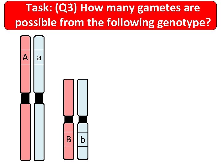 Task: (Q 3) How many gametes are possible from the following genotype? A a