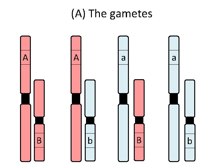 (A) The gametes A A B a b a B b 