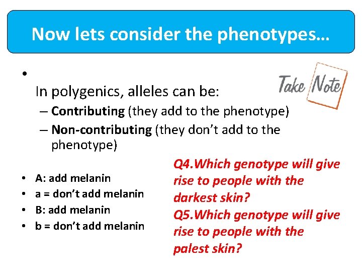Now lets consider the phenotypes… • • • In polygenics, alleles can be: –