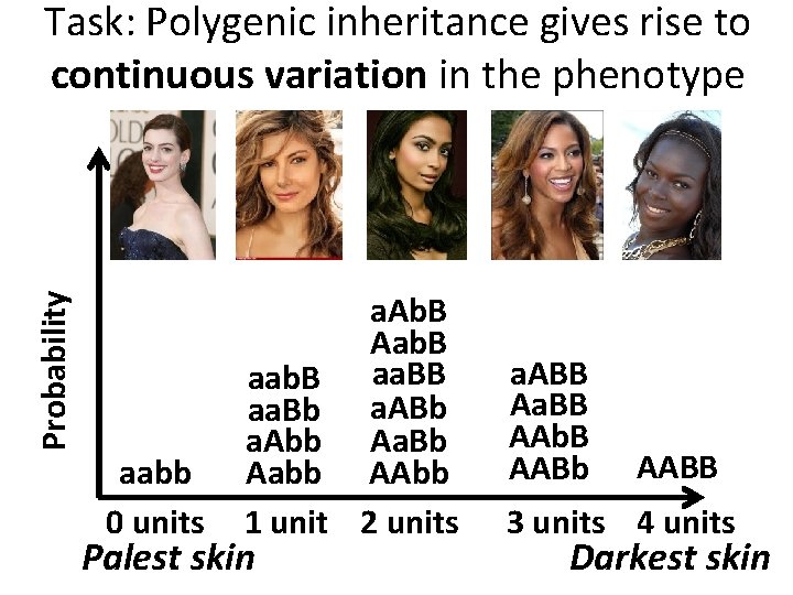 Probability Task: Polygenic inheritance gives rise to continuous variation in the phenotype aabb 0