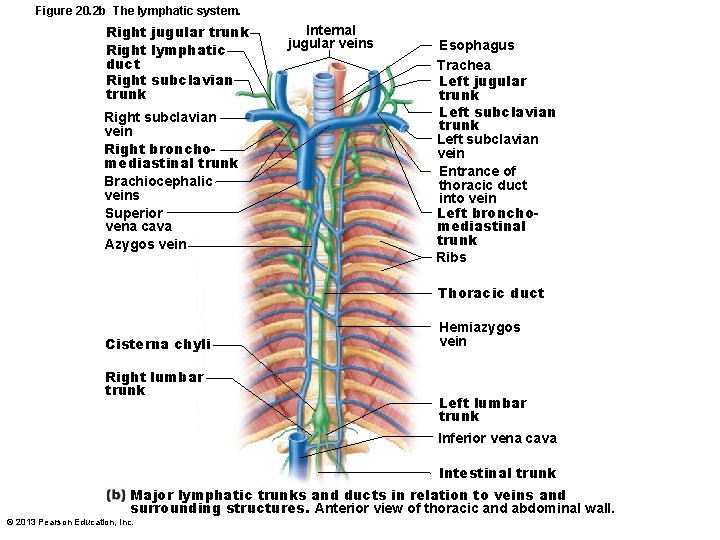 Figure 20. 2 b The lymphatic system. Right jugular trunk Right lymphatic duct Right