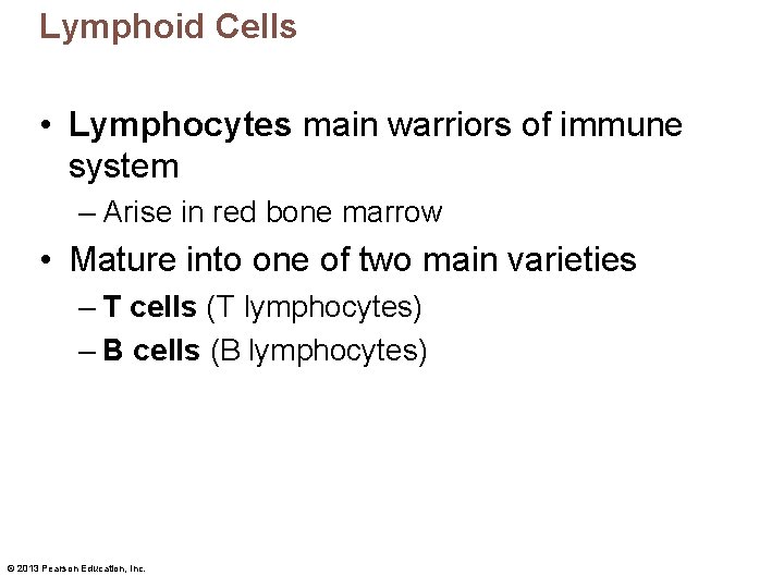 Lymphoid Cells • Lymphocytes main warriors of immune system – Arise in red bone